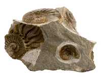 Декоративная окаменелость # 36993 камень аммонит